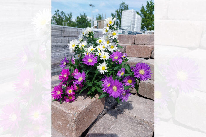 Aster Trio • stolz