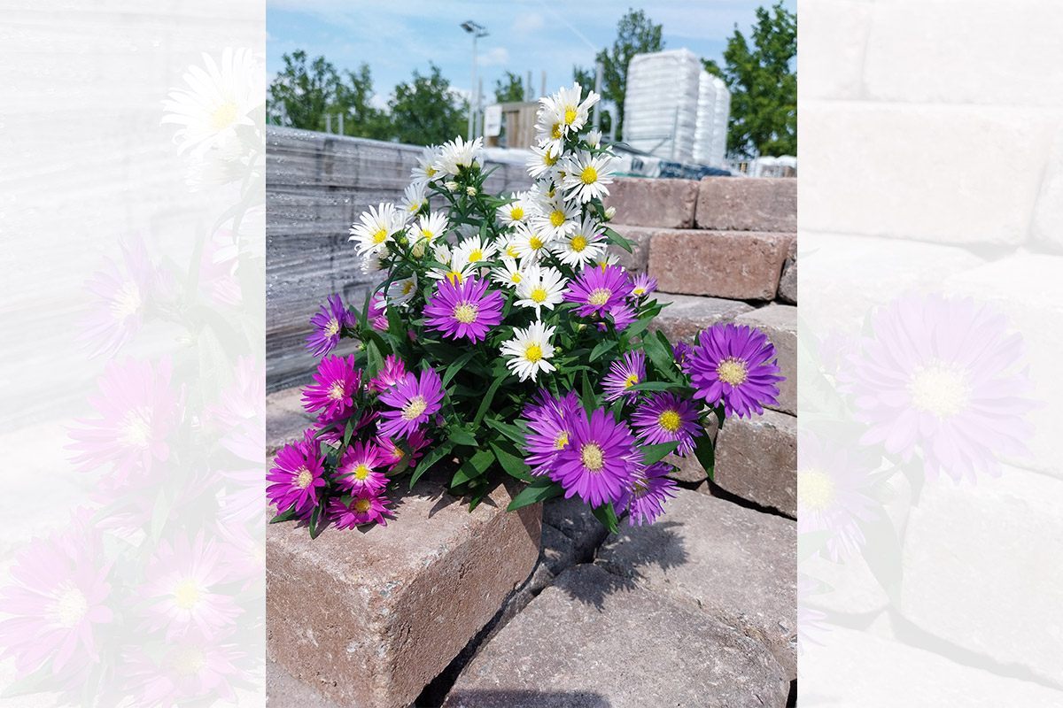 Aster Trio • stolz