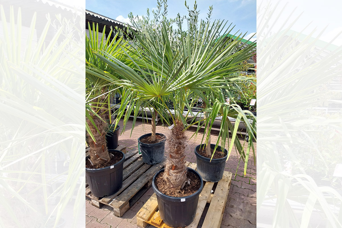 Palme01 • stolz