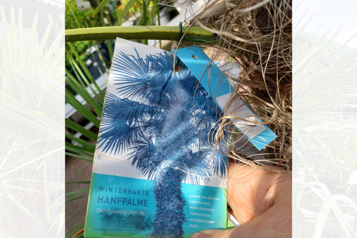 Palme02 • stolz