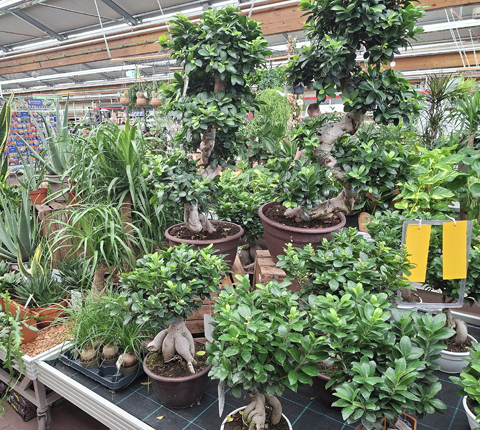 hagebaumarkt-gartencenter-9